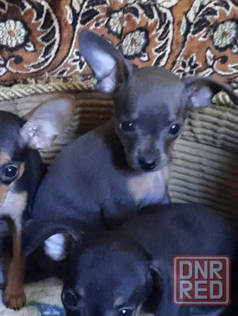 Щенок русский той терьер Донецк - изображение 1