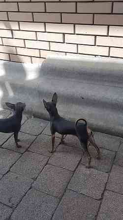 Подрощенный щенок Русский той терьер Донецк