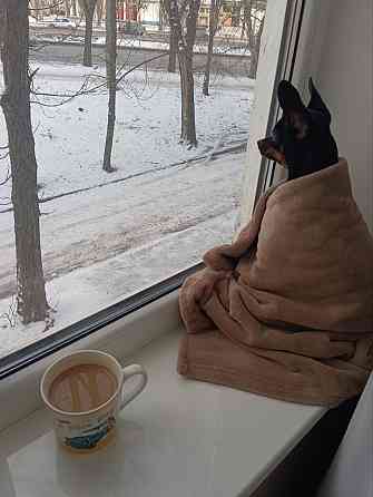 в добрые руки взрослая девочка той терьер Донецк