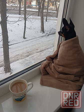 в добрые руки взрослая девочка той терьер Донецк - изображение 1