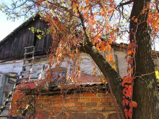 Дерево на дрова Донецк