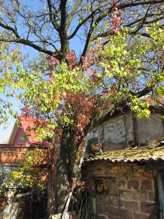Дерево на дрова Донецк