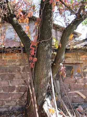 Дерево на дрова Донецк