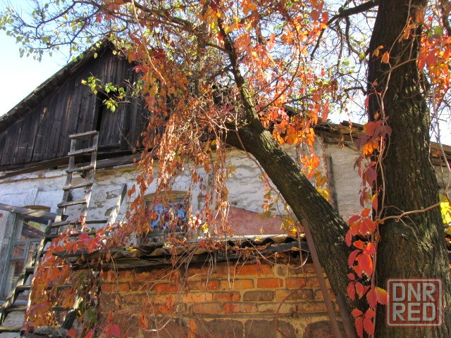 Дерево на дрова Донецк - изображение 3