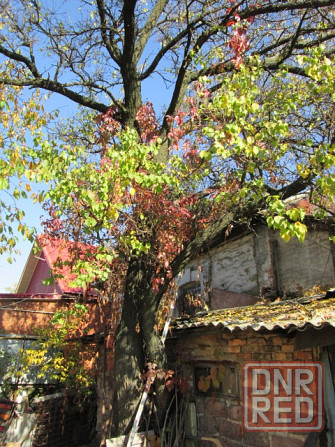 Дерево на дрова Донецк - изображение 1