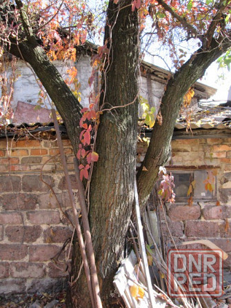 Дерево на дрова Донецк - изображение 2