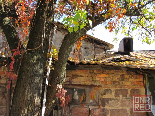 Дерево на дрова Донецк - изображение 4