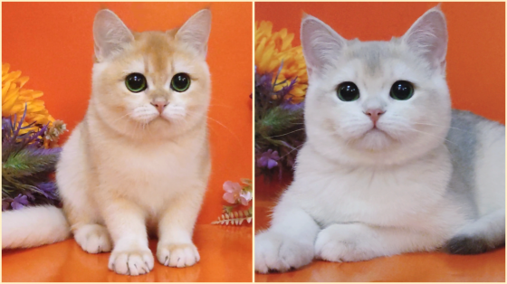 Британские котята шикарные девочки Луганск