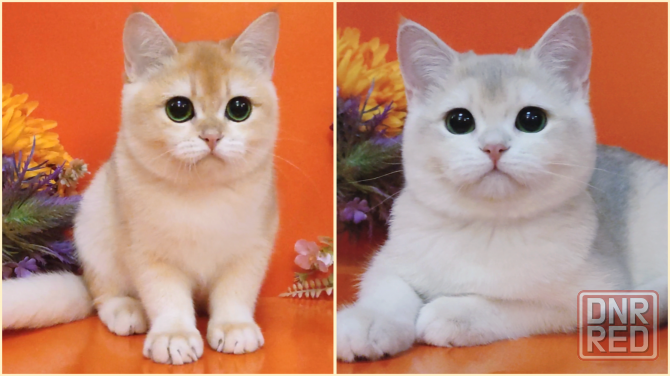 Британские котята шикарные девочки Луганск - изображение 1