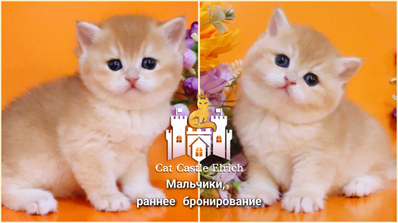 Британские котята - мальчики в бронирование Донецк