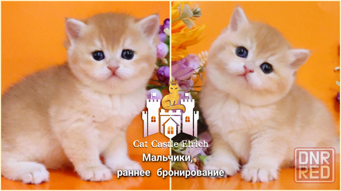 Британские котята - мальчики в бронирование Донецк - изображение 1