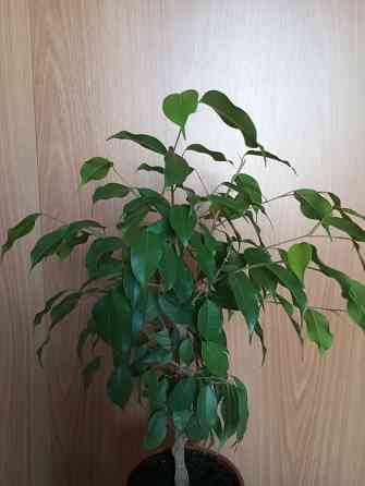Фикус Бенджамина Макеевка