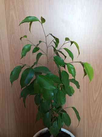 Фикус Бенджамина Макеевка