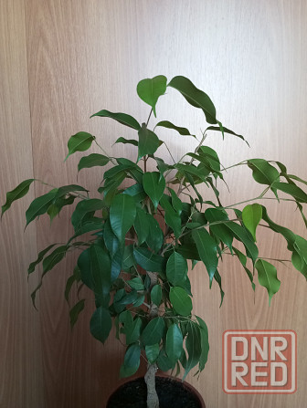 Фикус Бенджамина Макеевка - изображение 1