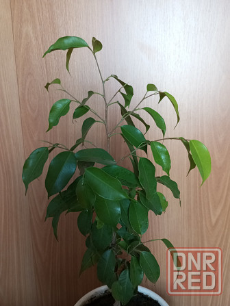Фикус Бенджамина Макеевка - изображение 2
