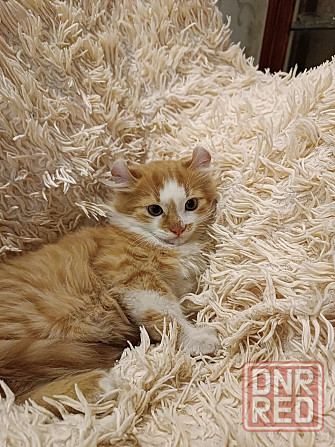 Котята американский керл Донецк - изображение 1