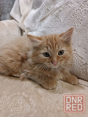 Котята американский керл Донецк - изображение 2