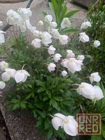 Продажа дома возле водоёма!!! Макеевка