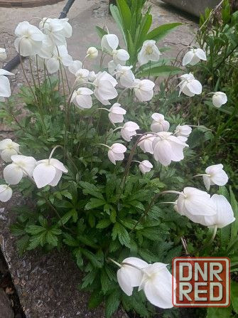 Продажа дома возле водоёма!!! Макеевка - изображение 5