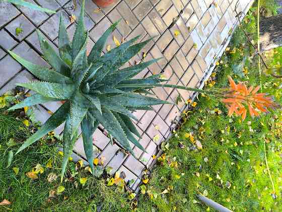 Алоэ лечебный очень большой и мясистый Донецк