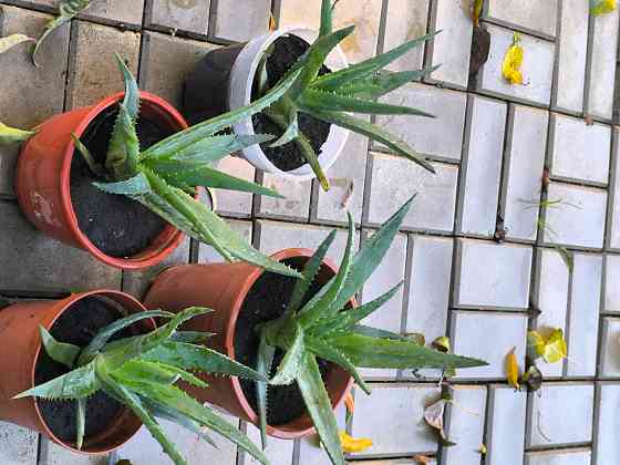 Алоэ лечебный очень большой и мясистый Донецк