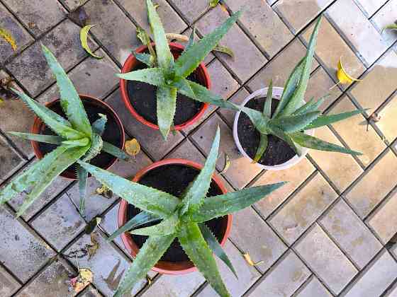 Алоэ лечебный очень большой и мясистый Донецк