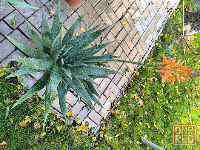 Алоэ лечебный очень большой и мясистый Донецк - изображение 1