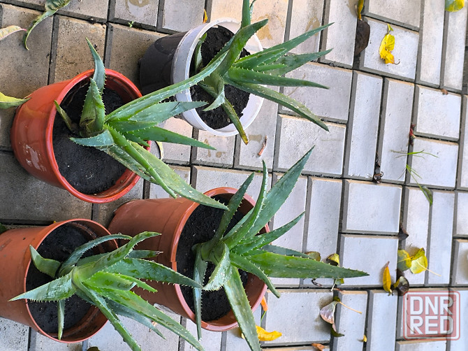 Алоэ лечебный очень большой и мясистый Донецк - изображение 2