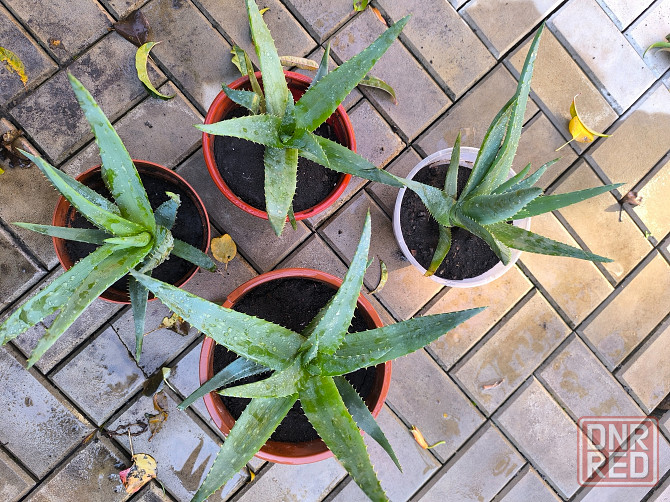 Алоэ лечебный очень большой и мясистый Донецк - изображение 3