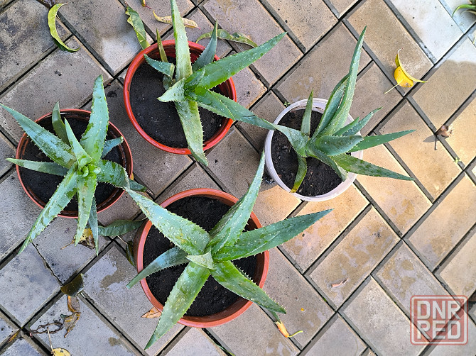 Алоэ лечебный очень большой и мясистый Донецк - изображение 4