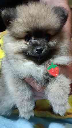 Щенок померанского шпица Донецк