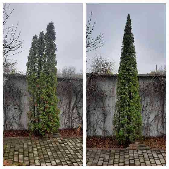 Стрижка туй. Донецк