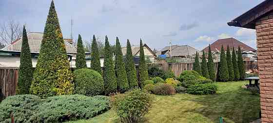 Стрижка туй. Донецк