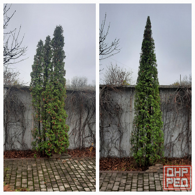 Стрижка туй. Донецк - изображение 3