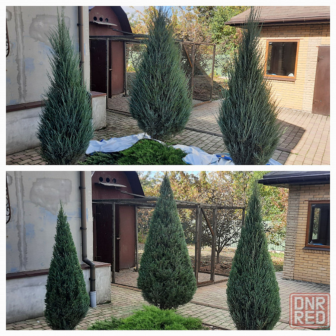 Стрижка туй. Донецк - изображение 1