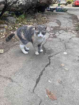 Кошка в добрые руки Донецк