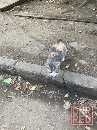 Кошка в добрые руки Донецк - изображение 3