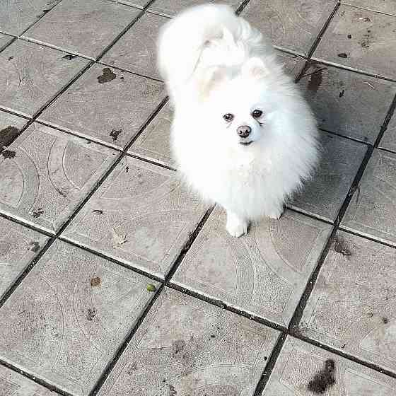 Девочка шпиц Донецк