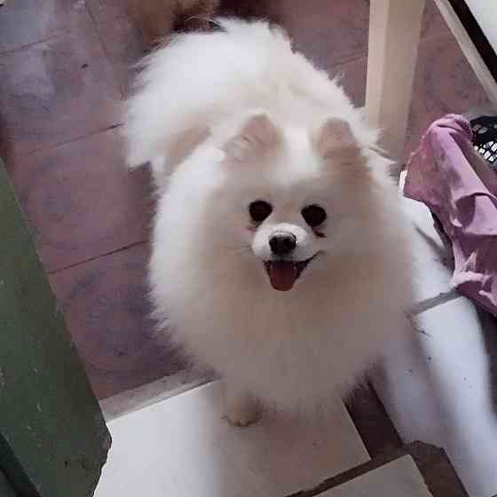 Девочка шпиц Донецк