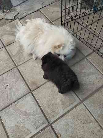 Девочка шпиц Донецк