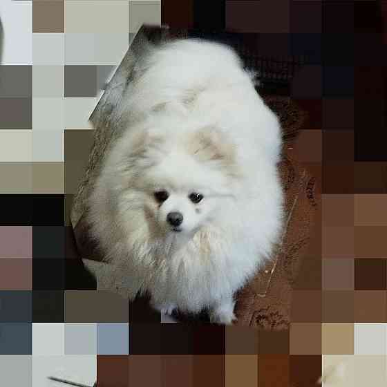 Девочка шпиц Донецк