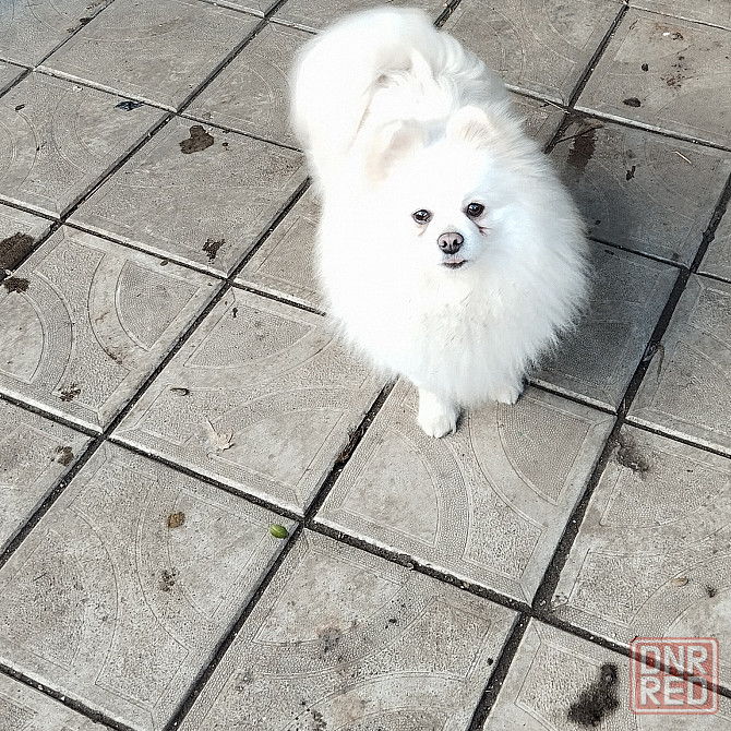 Девочка шпиц Донецк - изображение 2