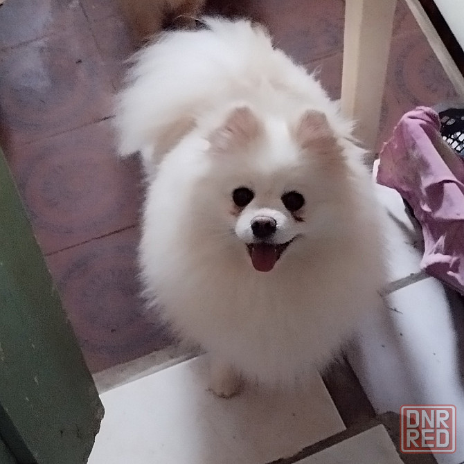 Девочка шпиц Донецк - изображение 3