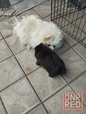 Девочка шпиц Донецк - изображение 4