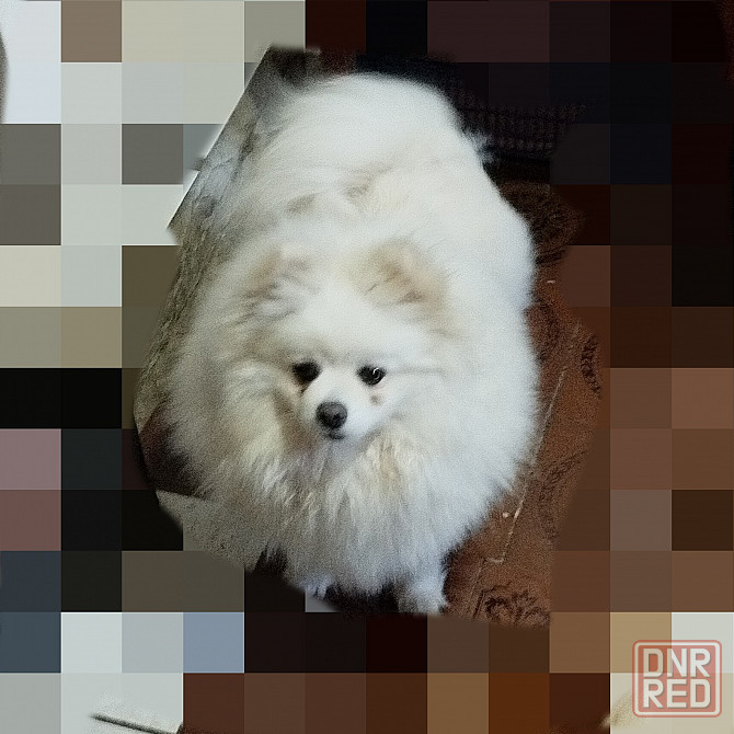 Девочка шпиц Донецк - изображение 1