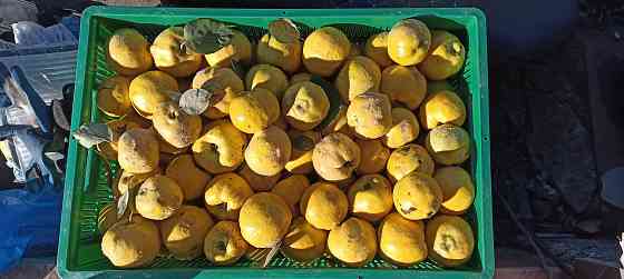 Айва спелая Донецк