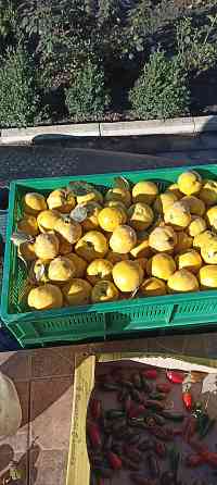 Айва спелая Донецк