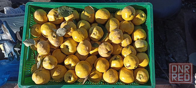 Айва спелая Донецк - изображение 1