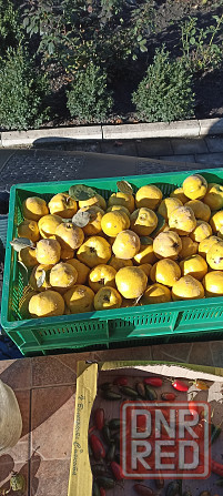 Айва спелая Донецк - изображение 2