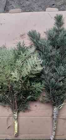 Веники для бани из можевельника,крымской ели,туи. Донецк